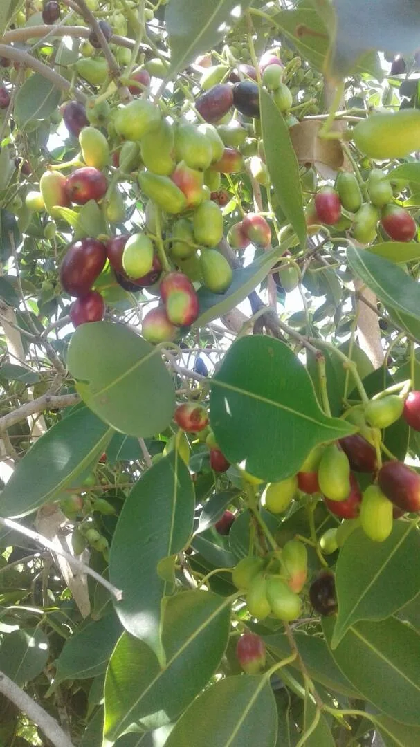 Ripe jamun fruits clustered on the branch, ready for hand-harvest