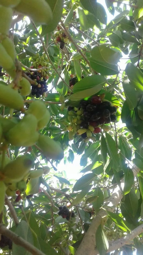 Konkan Bahadoli jamun on the tree — the variety SVBS Fruit Farms and Exports supplies in bulk