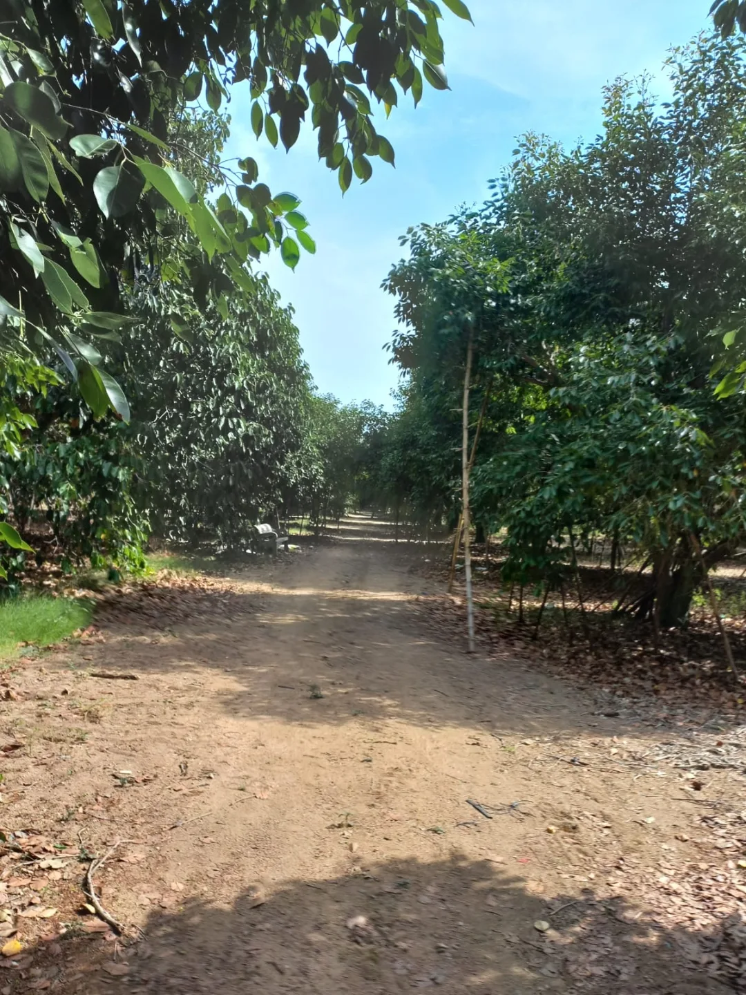 Rows of mature jamun trees stretching across the 40-acre Marripadu orchard